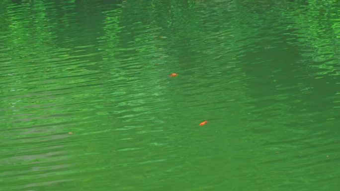 绿色湖水中红色的金鱼