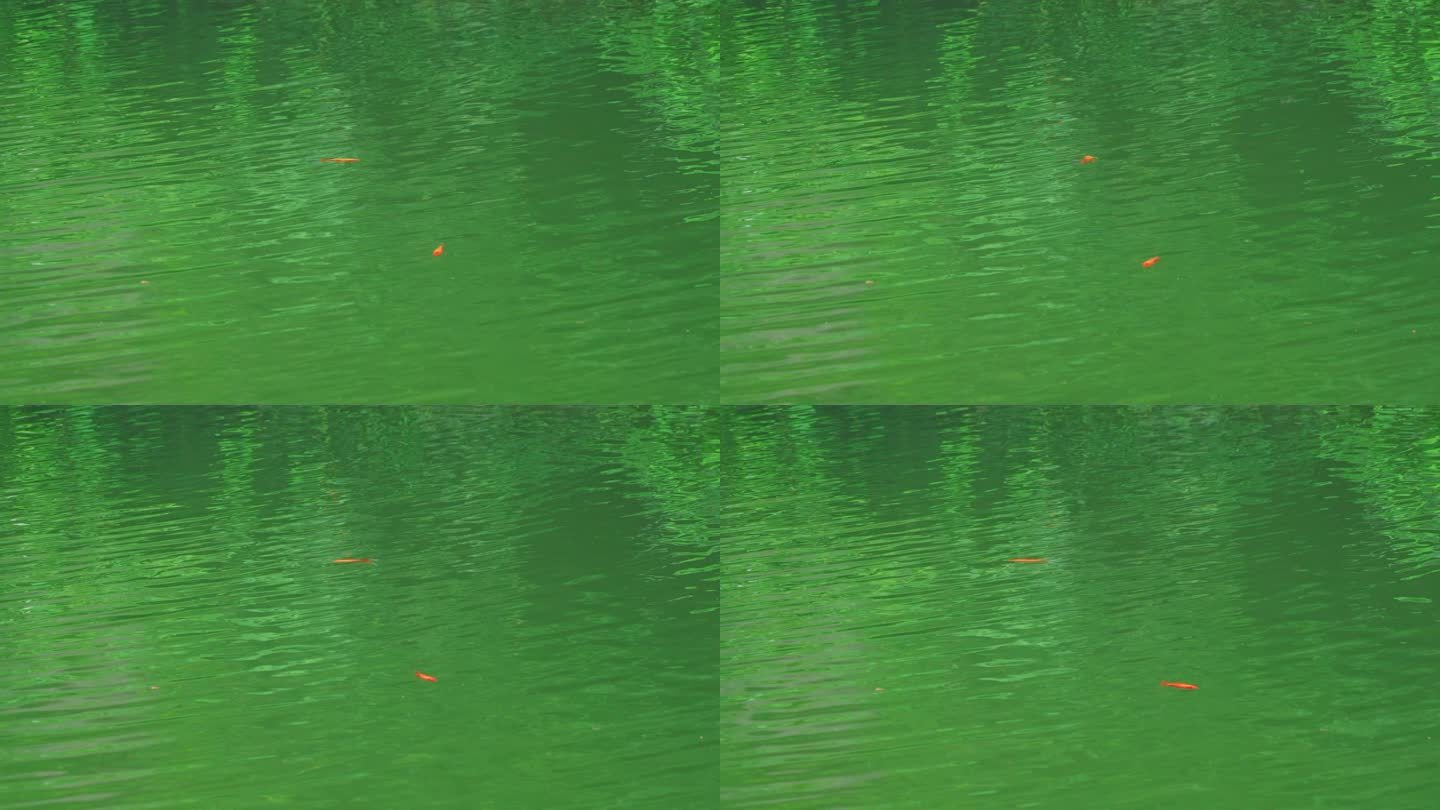 绿色湖水中红色的金鱼