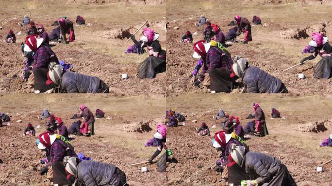 靠山吃山 靠土吃土  老年人锄头锄地