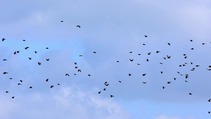 群鸟壮观天空飞翔