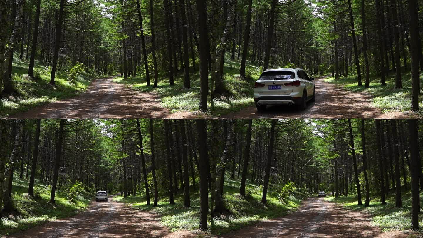 车辆行驶在森林中  穿越森林