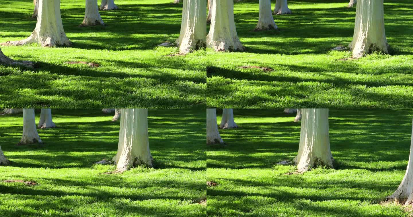 水杉树下草地光影
