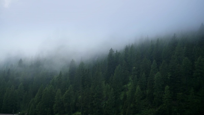 暴风雨过后的雾松林。阿尔卑斯地区景观.
