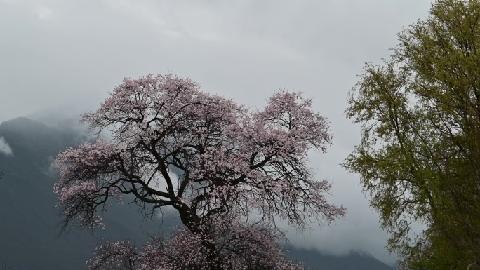 西藏波密桃花在春风里荡漾