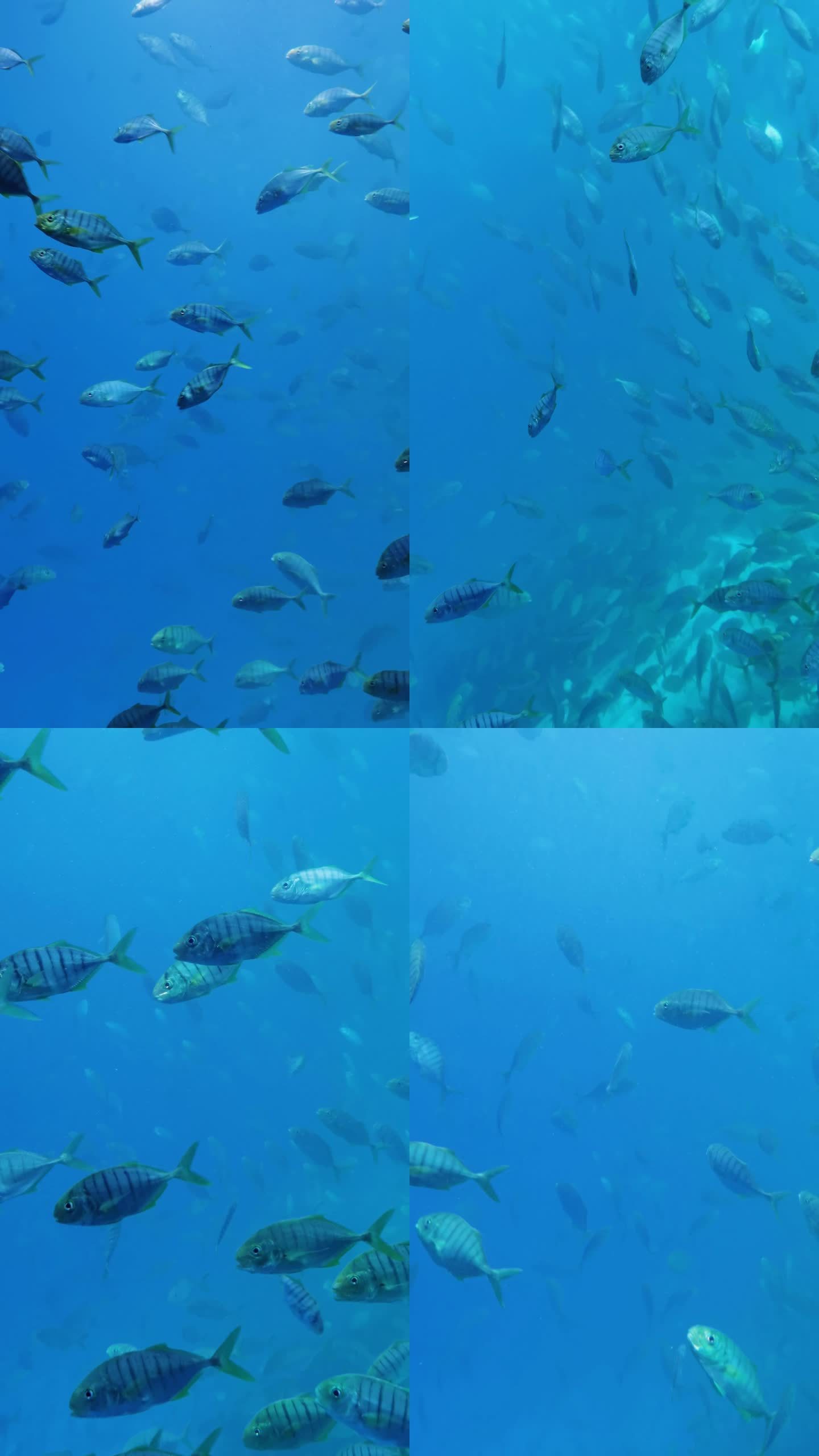 海鱼生物水中游