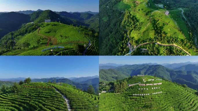 蒋家坪茶园茶园茶山茶叶采茶绿茶树茶场种茶