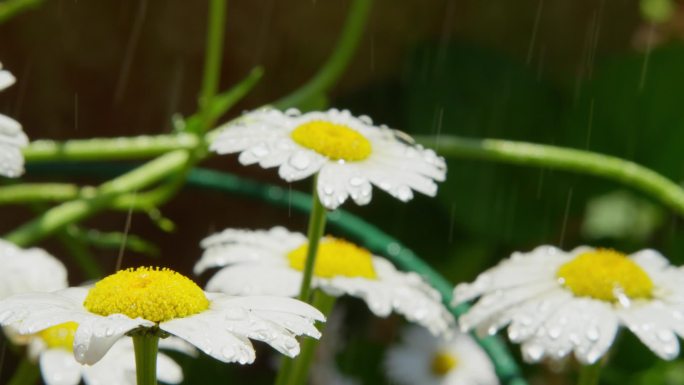 慢动作关闭自由度: 阳光明媚的日子, 雨水洒在白菊花的花朵上。雨滴在盛开的春天落下。小水滴落在草甸地