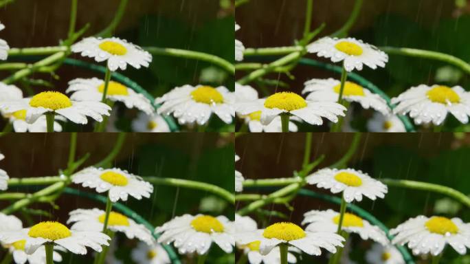 慢动作关闭自由度: 阳光明媚的日子, 雨水洒在白菊花的花朵上。雨滴在盛开的春天落下。小水滴落在草甸地