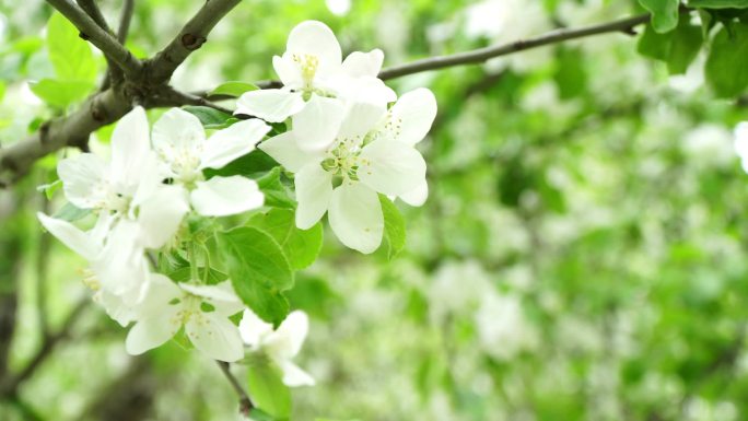 绿叶、春天和大自然背景下的白花树.