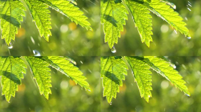 绿叶与雨滴在夏天在大自然中发展在风中