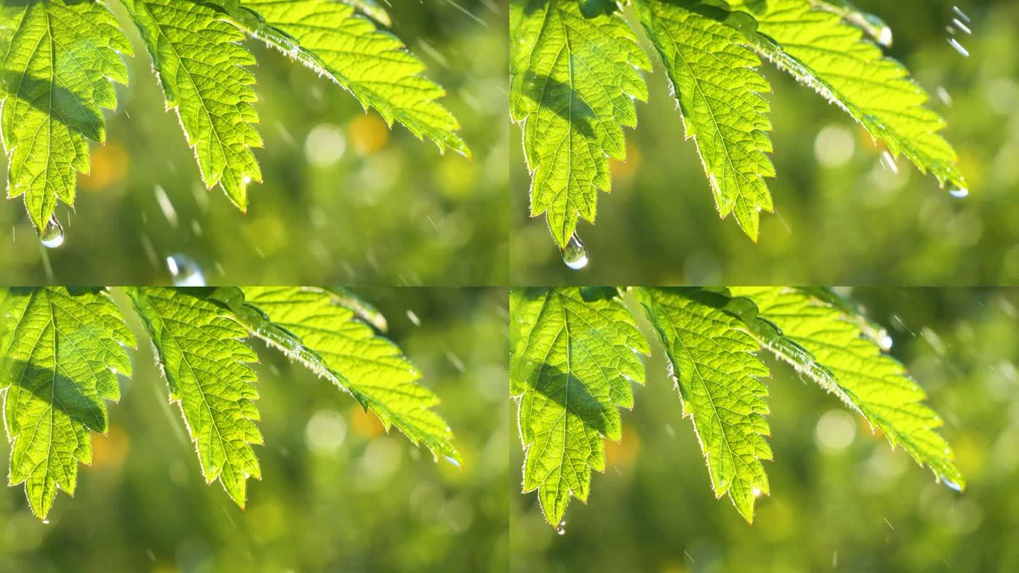 绿叶与雨滴在夏天在大自然中发展在风中
