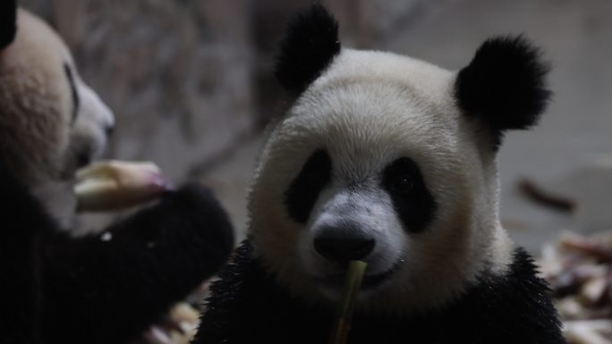 4k 实拍大熊猫吃竹子2