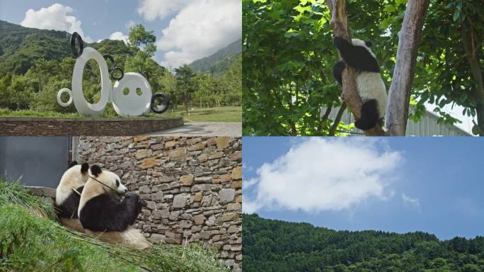 四川卧龙大熊猫保护中心神树坪基地