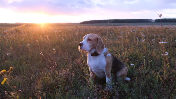 猎犬狗坐在美丽的日落背景的草地上