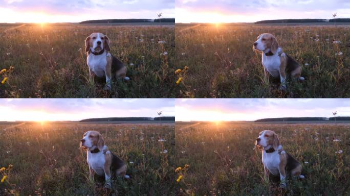 猎犬狗坐在美丽的日落背景的草地上