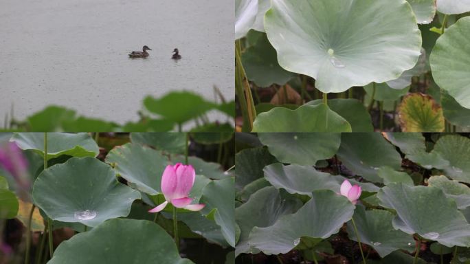 雨中荷花 3