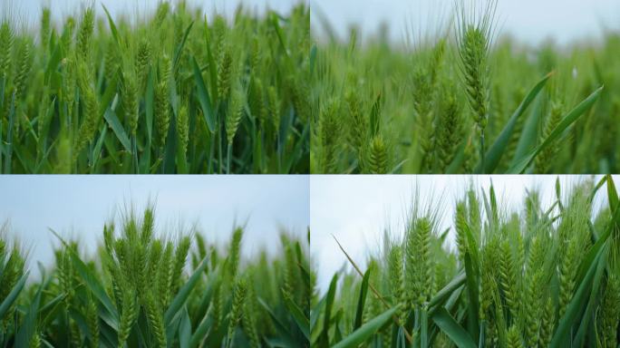 绿色小麦灌浆期拔穗期