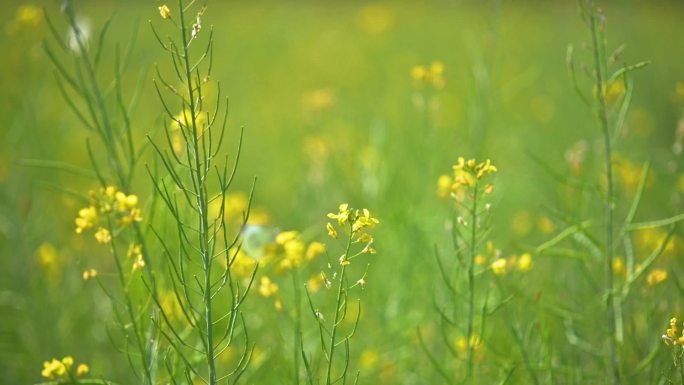 油菜花 蝴蝶 雏菊花 大片油菜花蝴蝶飞舞