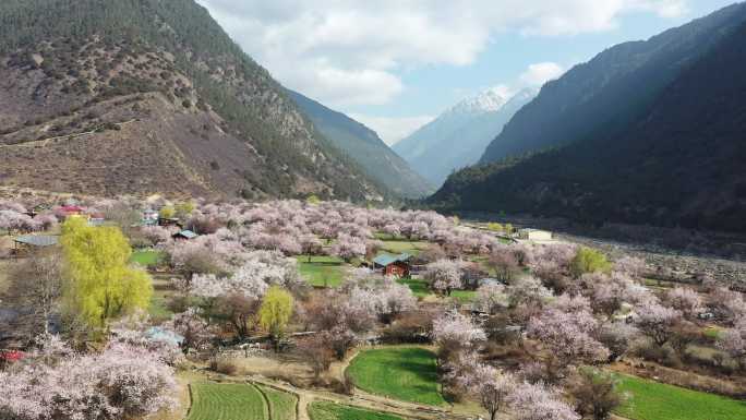 开满野桃花的藏族传统村寨