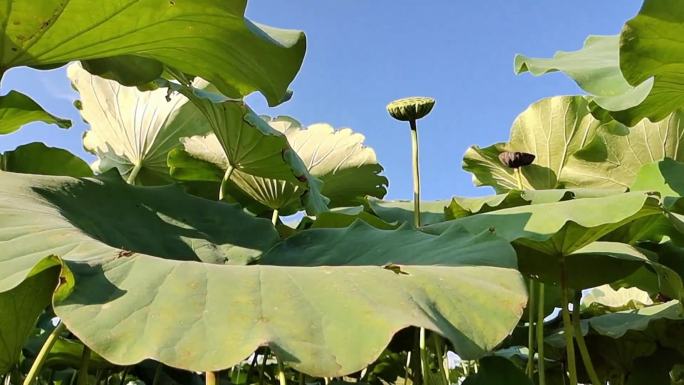 阳光荷叶绿色荷花池风吹荷叶随风摇莲花池