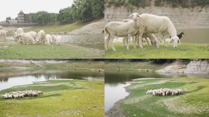 湖边放羊 羊群