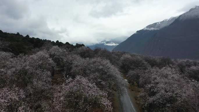 阴雨天气中的波密桃花谷