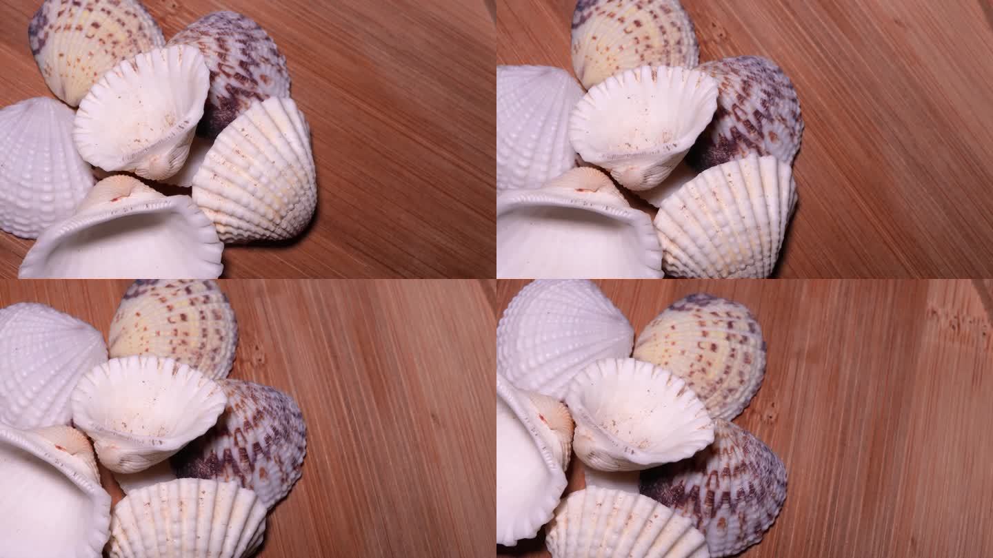 雪蛤蛤蜊文贝贝壳 (3)