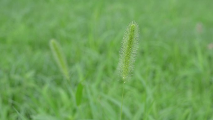 马尾巴草草地