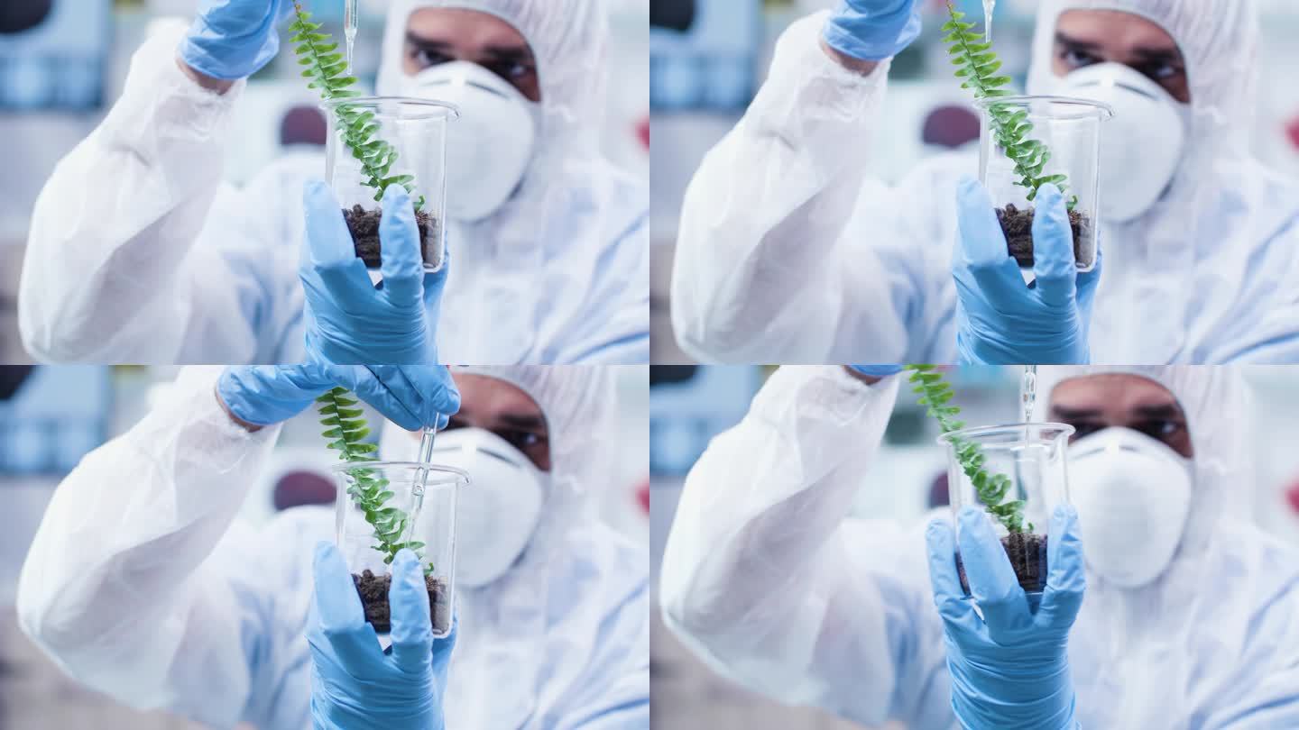 研究人员将转基因植物浇注在植物上