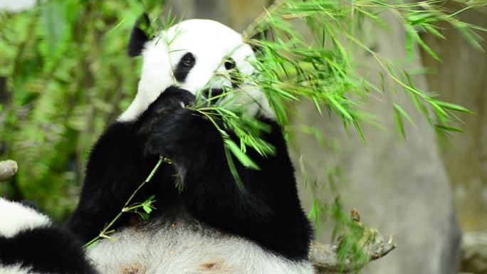 喂食时间, 大熊猫吃绿色竹叶