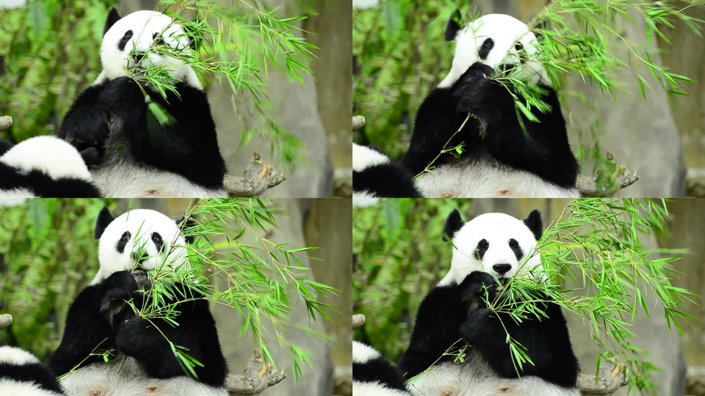 喂食时间, 大熊猫吃绿色竹叶