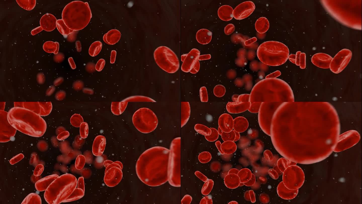 血液循环系统。红细胞。细胞在动脉血流中移动.