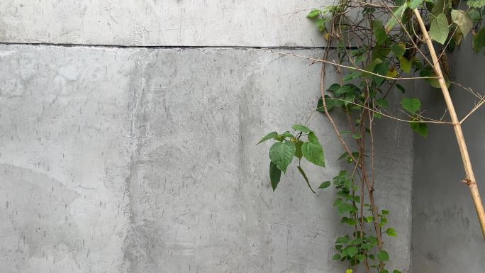 雨中农村藤蔓水泥墙植物水滴
