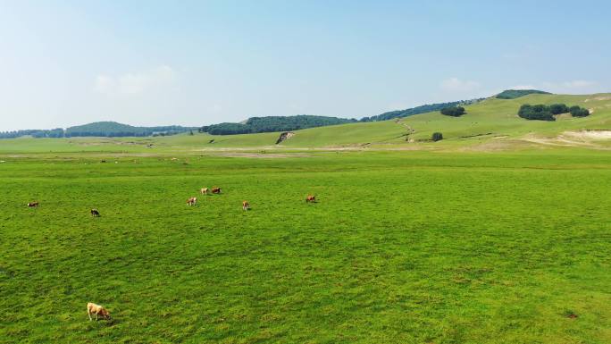 4K低空航拍内蒙古大草原吃草的牛羊群