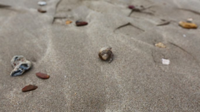 泰国兰塔岛沙滩上的寄居蟹