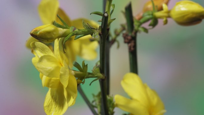 迎春花开花延时摄影