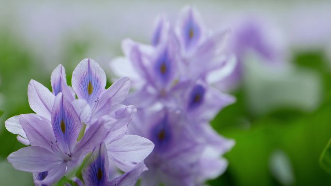 水葫芦盛开的紫色花海4k50p