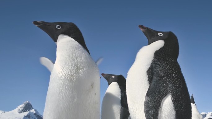 特写镜头玩企鹅。南极洲景观.