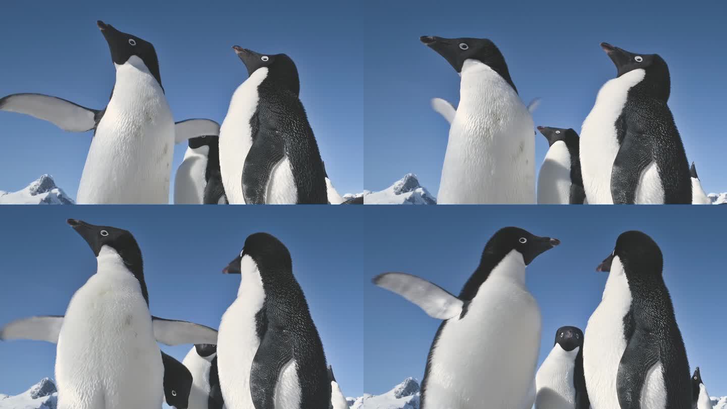 特写镜头玩企鹅。南极洲景观.