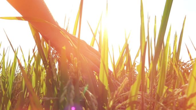 慢动作特写, 镜头耀斑: 女性手触摸美丽的水稻植物在华丽的金色光日出。在亚洲有机农场种植水稻作物的妇