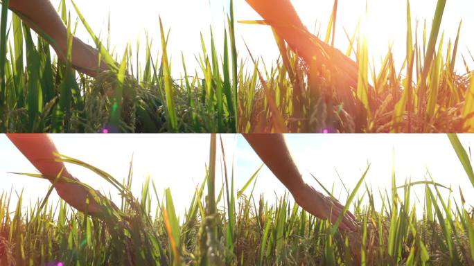 慢动作特写, 镜头耀斑: 女性手触摸美丽的水稻植物在华丽的金色光日出。在亚洲有机农场种植水稻作物的妇