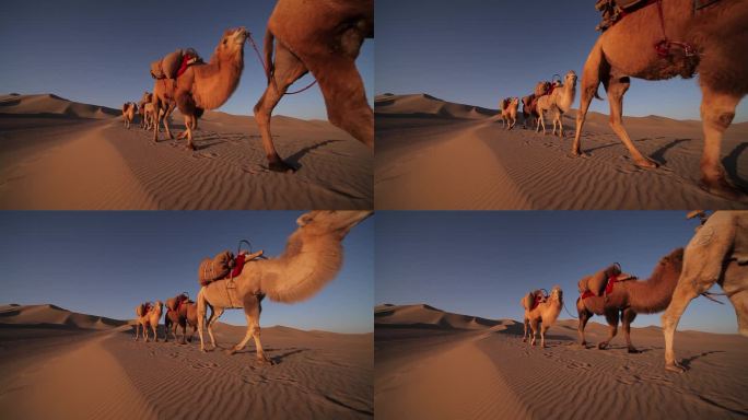 骆驼大篷车在沙漠中, 通过
