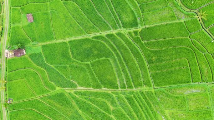 从空中俯瞰稻田。与无人机的景观。从空中看农业景观。夏天的稻田。联合国教科文组织世界遗产-Jatilu