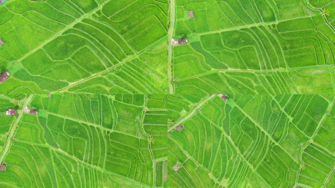 从空中俯瞰稻田。与无人机的景观。从空中看农业景观。夏天的稻田。联合国教科文组织世界遗产-Jatilu