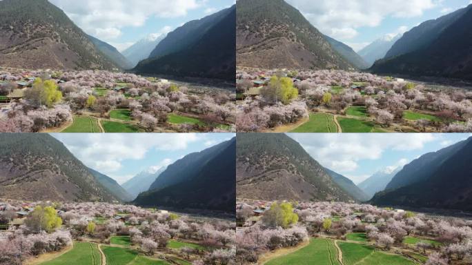 开满野桃花的藏区乡村