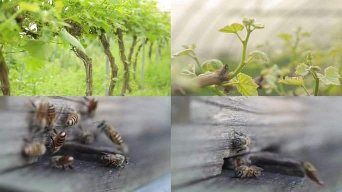 蜜蜂菌菇葡萄藤