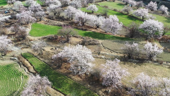 林芝乡村开满野桃花