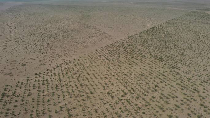 人工造林 生态 植树 沙漠 林带