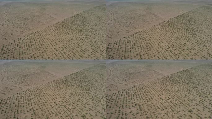 人工造林 生态 植树 沙漠 林带