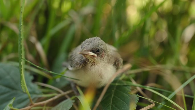 草丛堆里的小鸟在四处观察